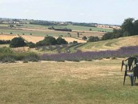 YorkshireLavenderTerrington  Yorkshire Lavender at Terrington